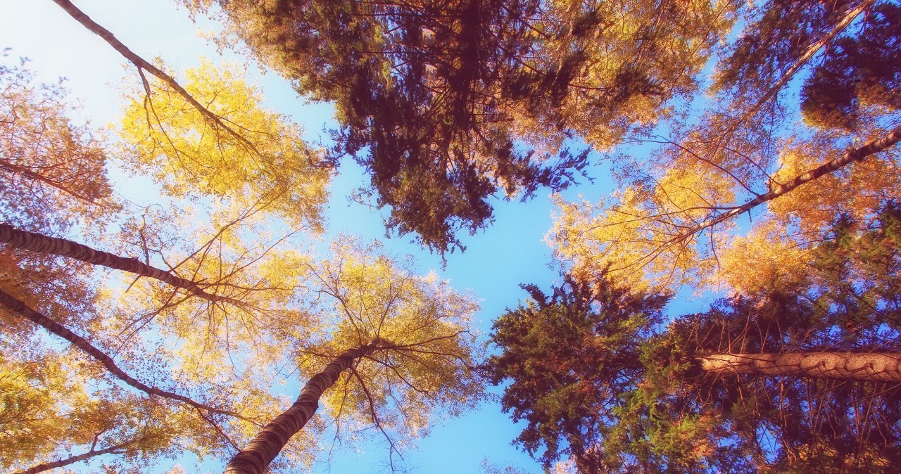 Trudny jesienny QUIZ. Mało kto zna odpowiedź na wszystkie pytania