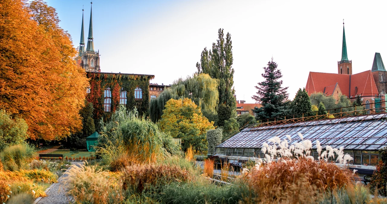  Ananasy, sagowce i dziwidła. Ogród Botaniczny we Wrocławiu czeka zmiana