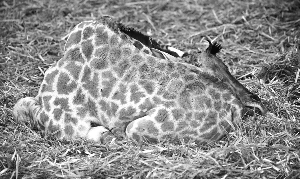 Poznańskie zoo przekazało smutną informację. Zmarła tam młoda żyrafa. Zespół opiekunów i weterynarzy walczył o życie zwierzęcia przez osiem dni.