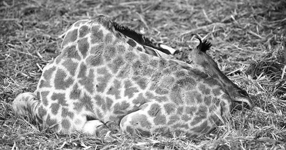 Poznańskie zoo przekazało smutną informację. Zmarła tam młoda żyrafa. Zespół opiekunów i weterynarzy walczył o życie zwierzęcia przez osiem dni.