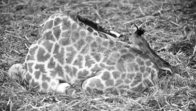 Osiem dni walczyli o życie młodej żyrafy. Smutna informacja z poznańskiego zoo