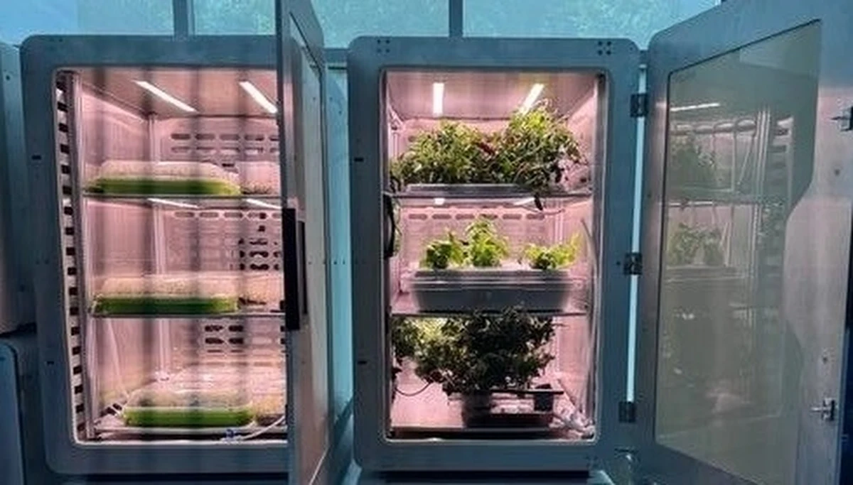 Fotosynteza, jedna z kluczowych przemian biochemicznych, która umożliwia życie na Ziemi, jest dramatycznie mało efektywna. Zaledwie procent energii słonecznej, którą rośliny pochłaniają, ulega przemianie w energię chemiczną. Naukowcy z Uniwersytetu Kalifornijskiego w Riverside proponują, by radykalnie zwiększyć wydajność tego procesu, zastępując uprawę roślin na słońcu, uprawą w kontrolowanych warunkach, bez światła. W opublikowanej w środę na łamach czasopisma "Joule" pracy proponują radykalnie nową metodę produkcji żywności, którą nazywają "elektro-rolnictwem".