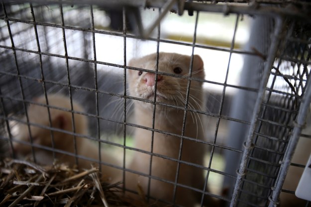 Kończą z hodowlą zwierząt na futra. W Polsce się to nie udało