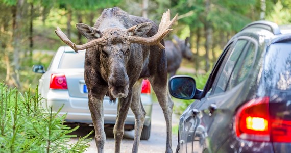 Drogą w powiecie garwolińskim (Mazowieckie) jechał fiatem 33-latek, gdy nagle przed maskę wybiegł mu łoś. Zwierzę nie przeżyło zderzenia, a kierowca śmigłowcem Lotniczego Pogotowia Ratunkowego został przetransportowany do szpitala.