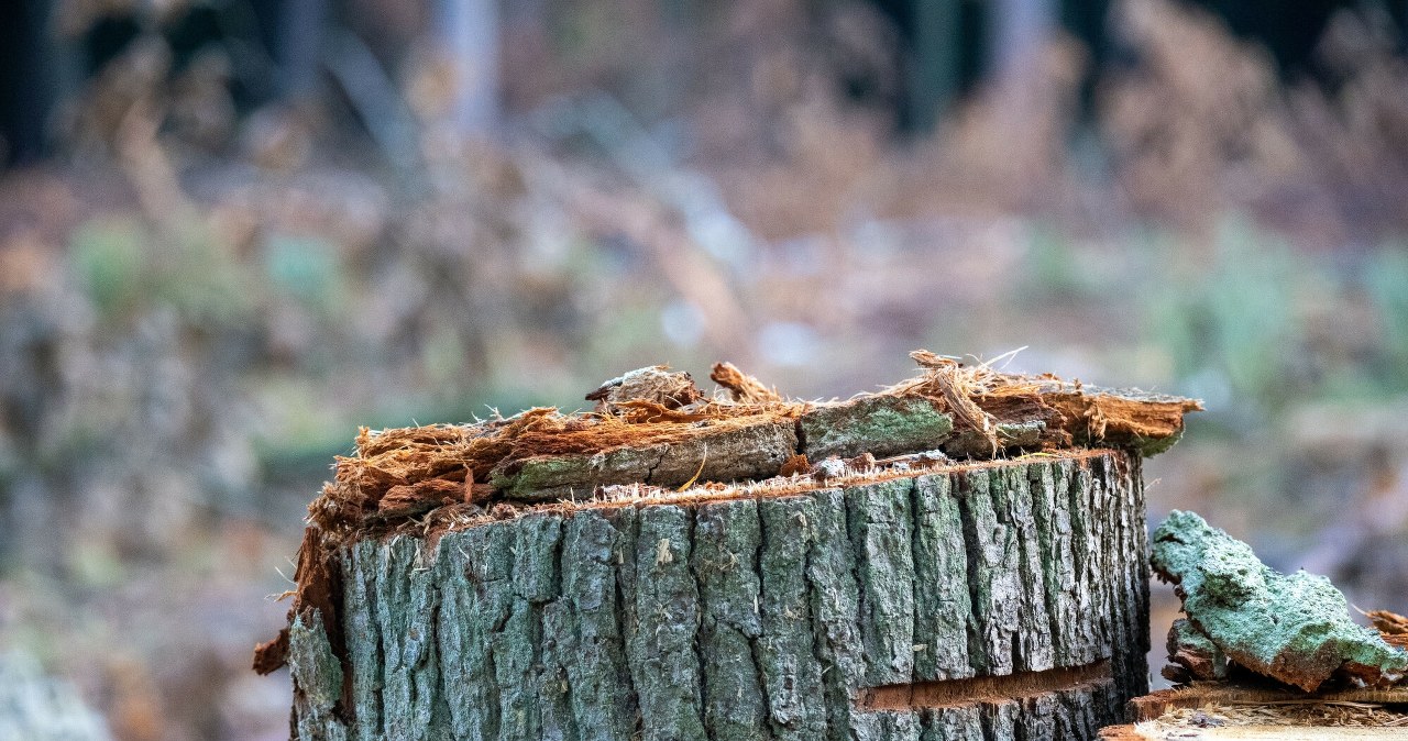 Nowe przepisy ws. wycinki drzew z własnej działki. Co się zmieni?