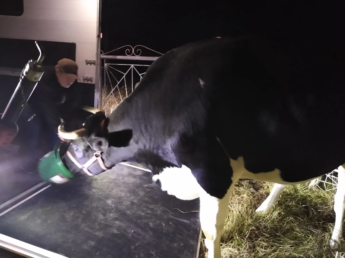 Po trzech latach zapadł sądowy wyrok na właściciela capa i jałówki z Zakopanego, który niewłaściwie dbał o ich dobrostan. Za utrzymanie zwierząt w czasie prawnych procedur płaciło miasto Zakopane. Koszt wyniósł 38 tys. złotych. Teraz jałówka i cap znalazły dom na "Rogatym Ranczu"... na Pomorzu.