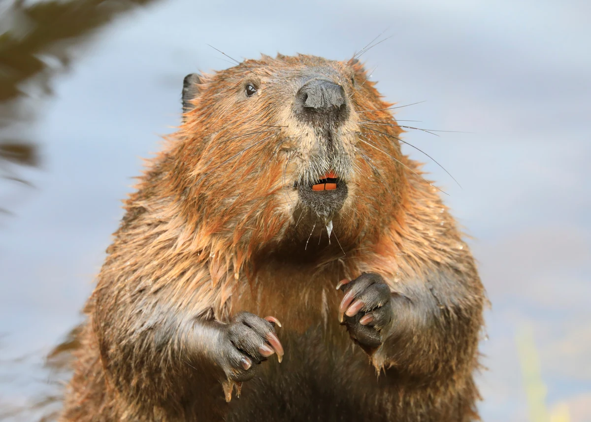 Nie tylko ludzie szykują się do zimy. Robią to także zwierzęta, a wśród nich bóbr, który upodobał sobie tereny wokół tatrzańskiego Morskiego Oka. Tamtejszy leśniczy bacznie śledzi aktywność wodnego ssaka i przypuszcza, że ma on towarzystwo.