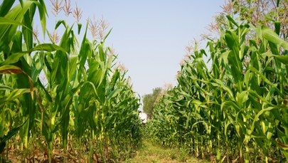 Dwa ciała w polu kukurydzy w Niemczech. Druga ofiara to Polak 