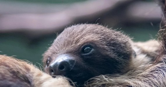 Leniwiec dwupalczasty przyszedł na świat w Orientarium Zoo Łódź. Malec urodził się zdrowy i ma się świetnie. Odwiedzający ogród zoologiczny mogą go już zobaczyć i obserwować w czasie karmienia - codziennie o godz. 12.00.