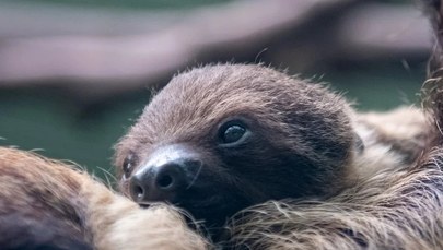 Łódzkie zoo ma nowego mieszkańca. To uroczy leniwiec