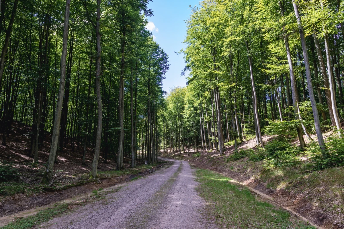 Policjanci z Gdańska poszukują mężczyzny, który w sobotę rano uciekł po kontroli drogowej. Badanie wykazało, że kierowca jechał pod wpływem alkoholu. Po krótkim pościgu porzucił samochód i wbiegł do lasu. Teraz policji udało się poznać jego tożsamość.
