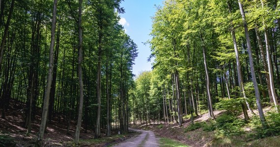 Policjanci z Gdańska poszukują mężczyzny, który w sobotę rano uciekł po kontroli drogowej. Badanie wykazało, że kierowca jechał pod wpływem alkoholu. Po krótkim pościgu porzucił samochód i wbiegł do lasu. Teraz policji udało się poznać jego tożsamość.