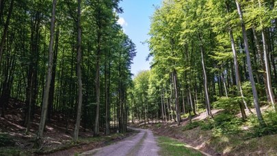 Podczas kontroli drogowej uciekł do lasu. Nowe ustalenia ws. kierowcy z Gdańska