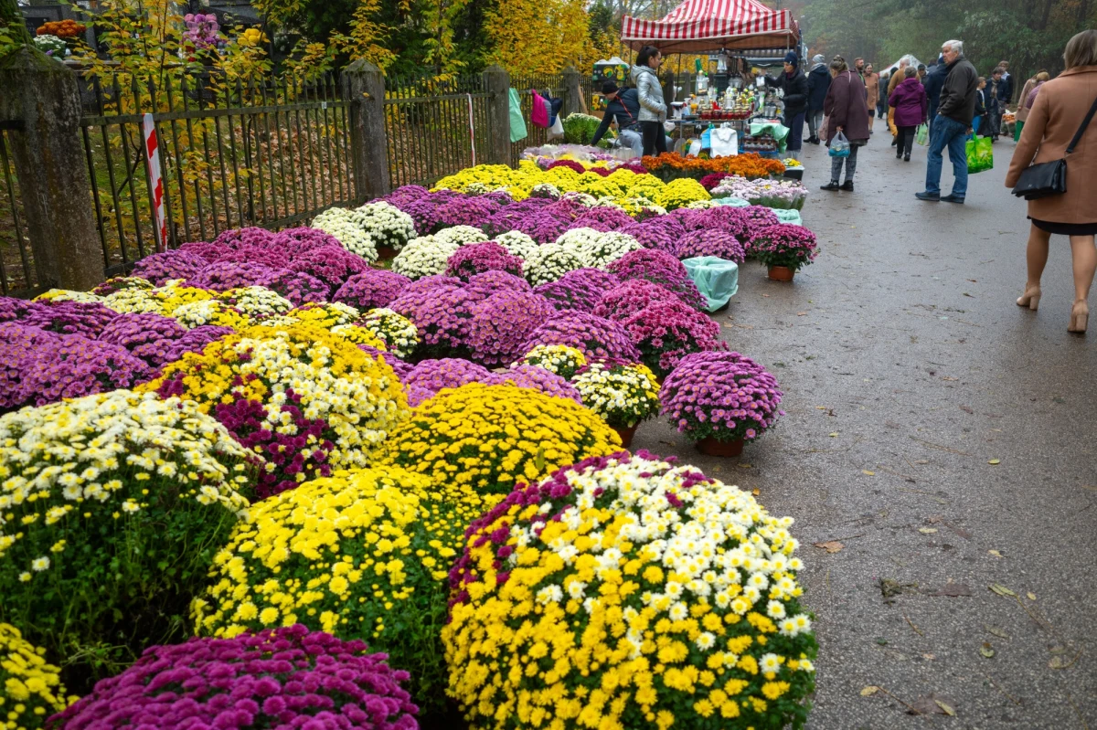 Będą specjalne linie cmentarne, dodatkowe kursy zwykłych linii, nie będzie kursować komunikacja nocna. Takie zmiany na okres Wszystkich Świętych zapowiada Zarząd Dróg i Transportu Miejskiego w Lublinie.