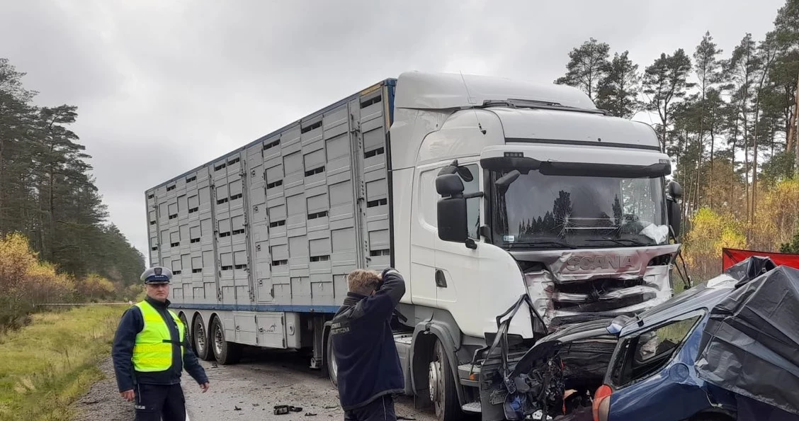 Samochód zderzył się z ciężarówką wiozącą trzodę chlewną