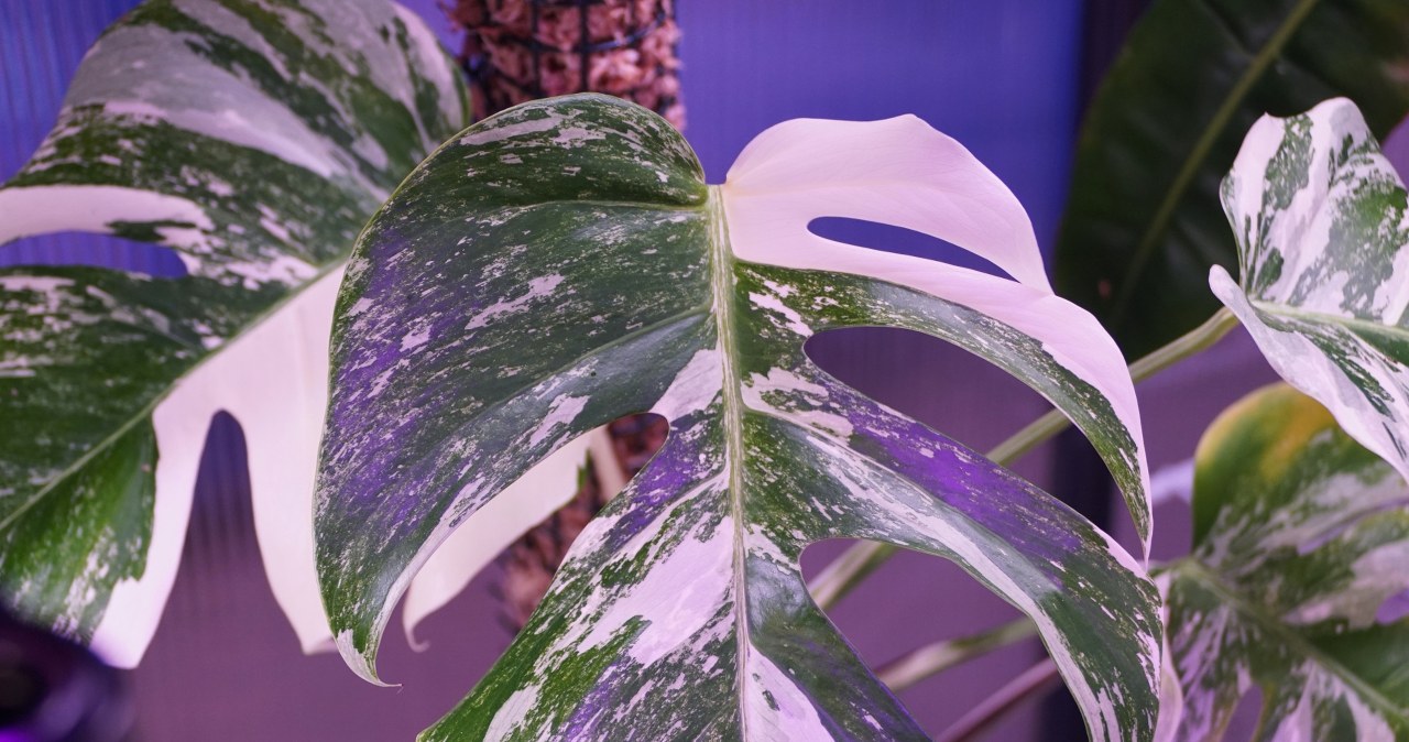 monstera dubia adult Rare Shingle Plant - Monstera dubia main image 1