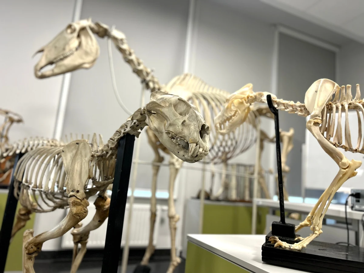 ​Codzienność przypomina tu dekorację z horroru. Katedra Anatomii Zwierząt i Zoologii Zachodniopomorskiego Uniwersytetu Technologicznego w Szczecinie to miejsce, gdzie nauka spotyka się z lekkim dreszczykiem. Wszystko za sprawą zgromadzonych tu eksponatów: kilkuset zwierzęcych szkieletów.