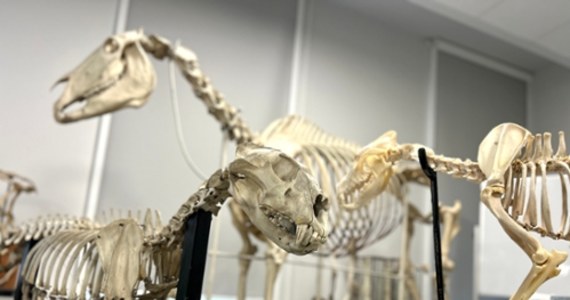 ​Codzienność przypomina tu dekorację z horroru. Katedra Anatomii Zwierząt i Zoologii Zachodniopomorskiego Uniwersytetu Technologicznego w Szczecinie to miejsce, gdzie nauka spotyka się z lekkim dreszczykiem. Wszystko za sprawą zgromadzonych tu eksponatów: kilkuset zwierzęcych szkieletów.