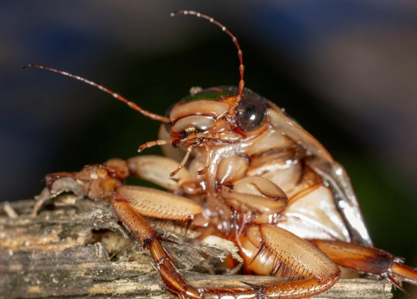 Nie tylko obrzydliwe, ale i toksyczne. Karaluchy wytwarzają endotoksyny groźne dla zdrowia