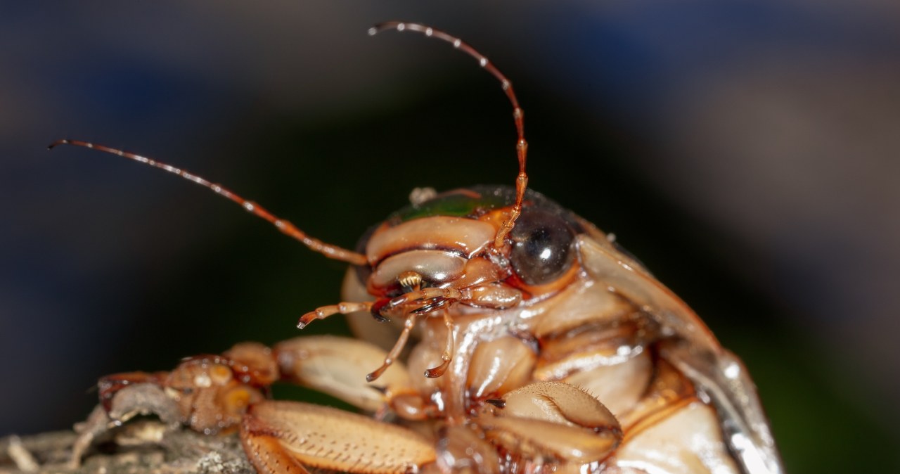 Nie tylko obrzydliwe, ale i toksyczne. Karaluchy wytwarzają endotoksyny groźne dla zdrowia