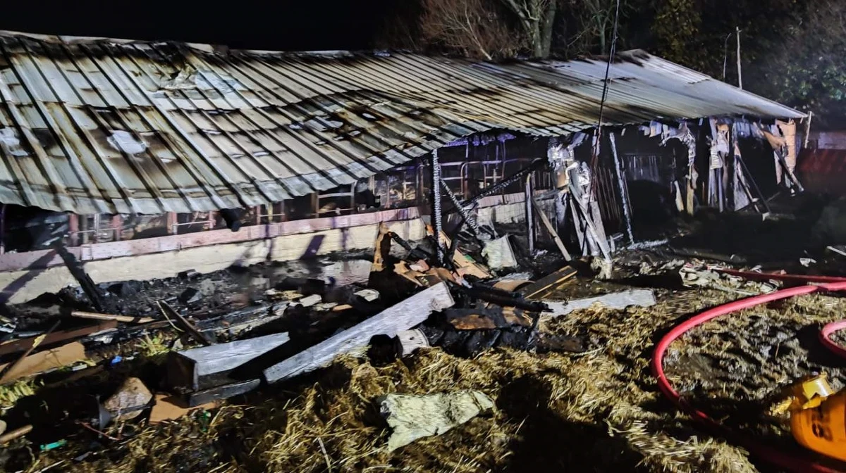 Piętnaście byków padło w pożarze obory w miejscowości Grzybowo w powiecie ciechanowskim (Mazowieckie). W akcji gaśniczej brało udział sześć zastępów straży pożarnej.