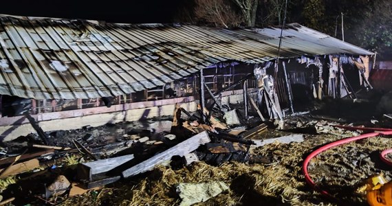 Piętnaście byków padło w pożarze obory w miejscowości Grzybowo w powiecie ciechanowskim (Mazowieckie). W akcji gaśniczej brało udział sześć zastępów straży pożarnej.