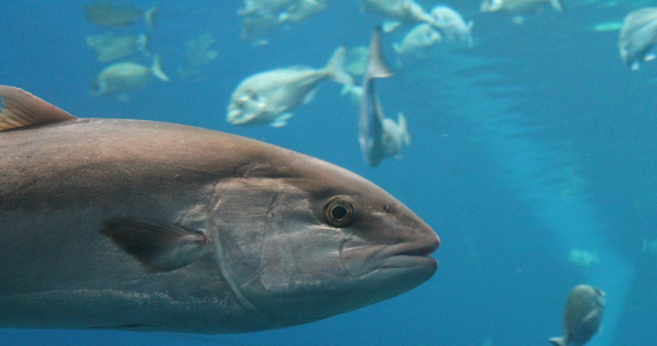 To absolutny rekord. Tuńczyk sprzedany za 3,2 mln dolarów