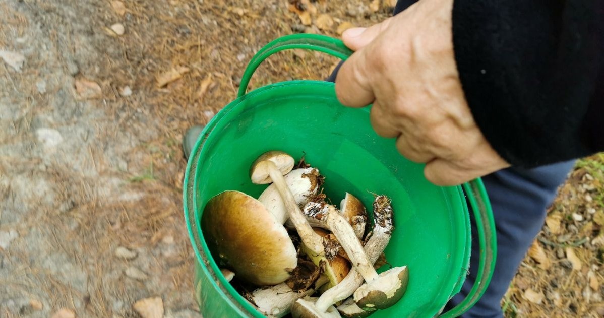 "Święty Graal" grzybiarzy rośnie w Polsce. Płacą za niego fortunę