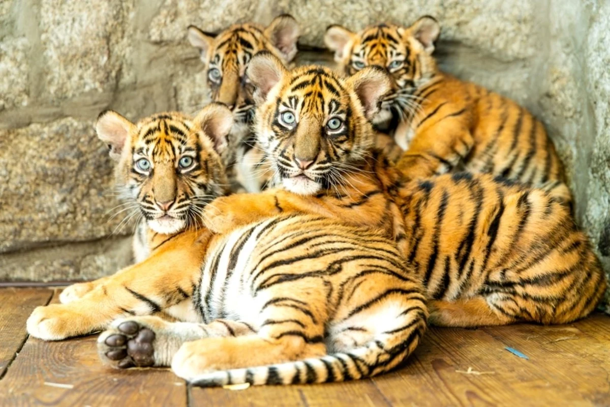 Hari, Indera, Musi i Kampar - takie imiona nadano tygrysom sumatrzańskim, które przyszły na świat we wrocławskim ogrodzie zoologicznym. Wybrano je w konkursie. 