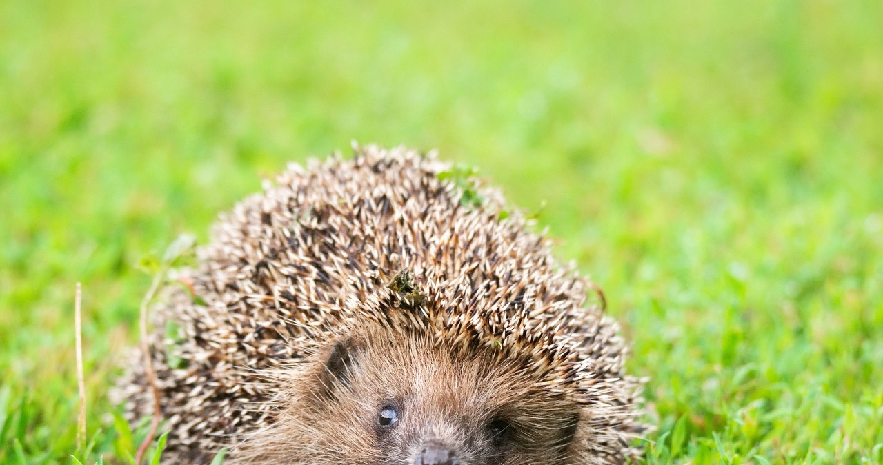 Popularny ogrodowy gadżet zabija jeże. Niemcy chcą nocnego zakazu Popularny ogrodowy gadżet zabija jeże. Niemcy chcą nocnego zakazu