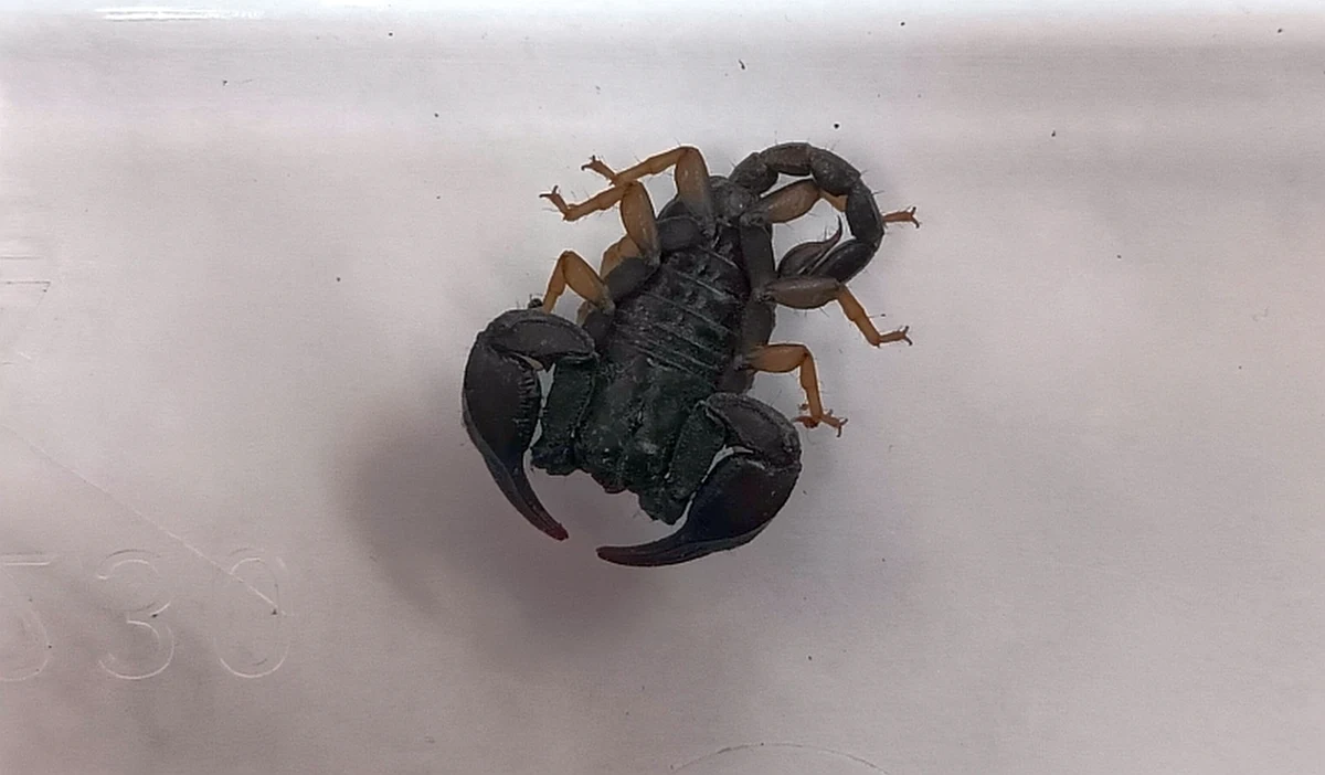 Mieszkańcy kamienicy w centrum Warszawy przez ponad dwa miesiące mieszkali ze skorpionem. Prawdopodobnie przyleciał z nimi z wakacji w Egipcie. Trafił do centrum CITES przy stołecznym zoo.