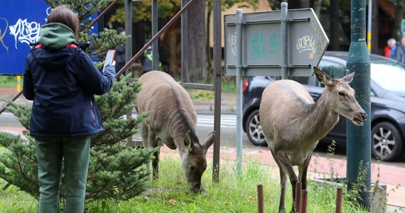 Władze Zakopanego ostrzegają przed jeleniami i łaniami oraz przypominają, że zwierzęta te są niebezpieczne dla ludzi. W ciągu ostatniego tygodnia doszło do dwóch ataków jeleni na przechodniów. Urząd zapowiada kolejne działania w zakresie odstraszania dzikich zwierząt z centrum miasta.