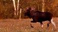 Podlasie niczym Alaska. Łosie zachwycają rozmiarami i porożem