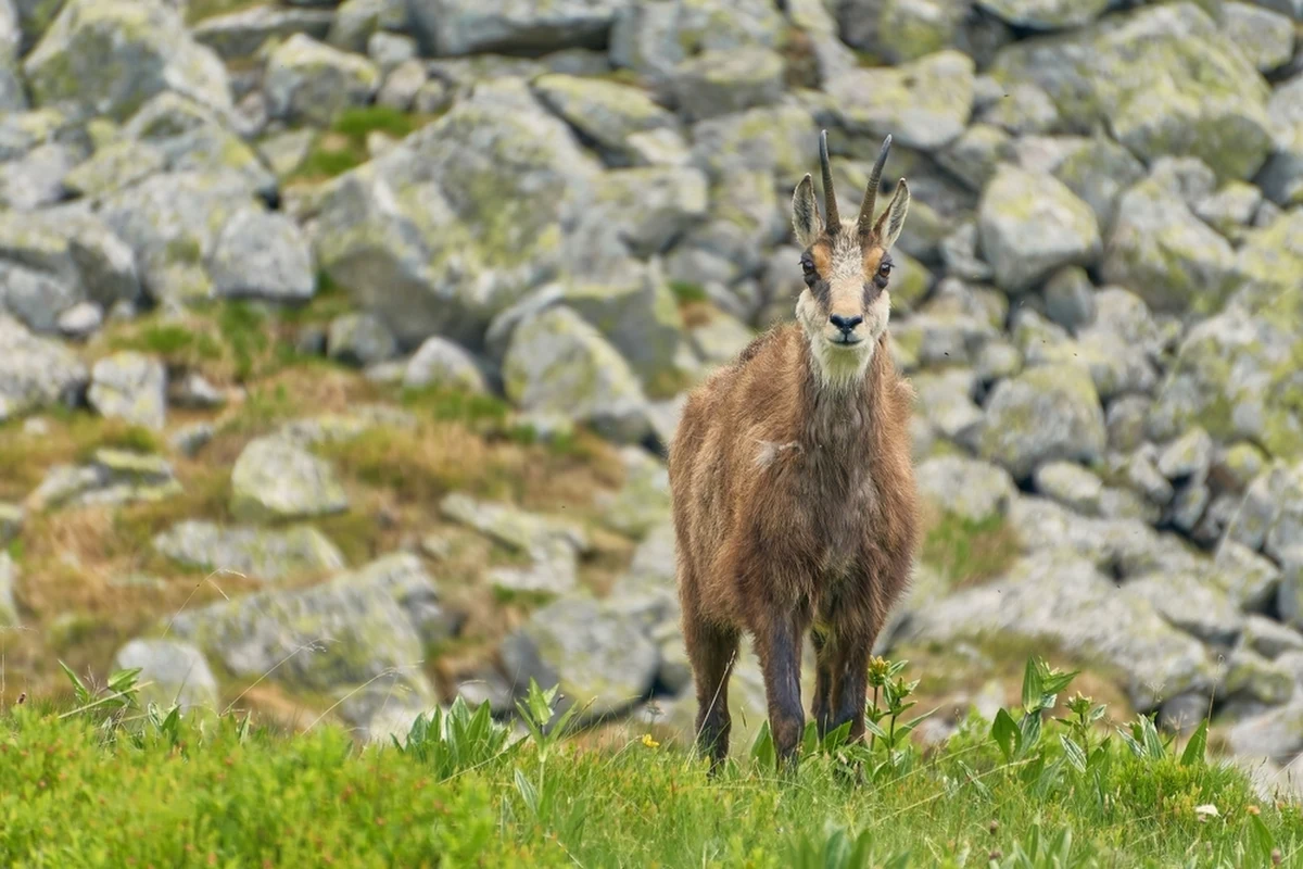 949 kozic - dokładnie tyle liczy populacja tego chronionego gatunku w Tatrach. Po polskiej stronie zaobserwowano 312 kozic - podał Tatrzański Park Narodowy. W ubiegłym roku dopatrzono się 926 przedstawicieli tych zwierząt.