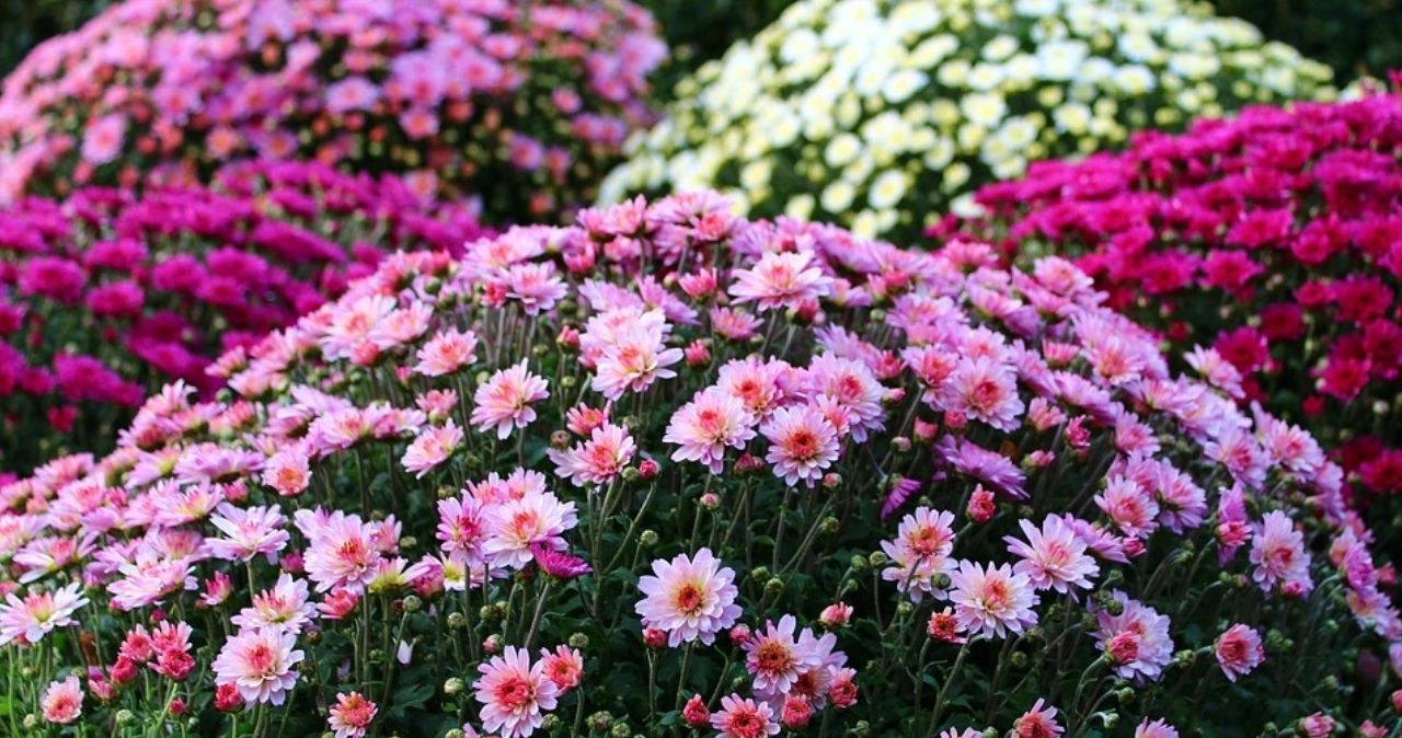 ​Zmieszaj i podlej tym chryzantemy. Ta odżywka to dla nich turbodoładowanie