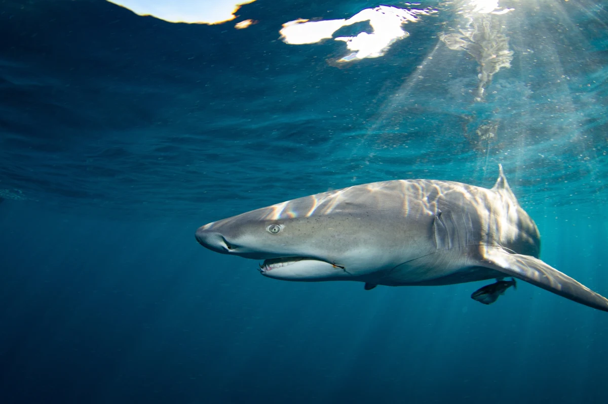 Na hawajskiej wyspie Maui rekin zaatakował 61-letniego surfera odgryzając mu mogę poniżej kolana. Mężczyzna wykazał się niezwykłą siłą, dopływając na brzeg z zaledwie minimalną pomocą innych plażowiczów.