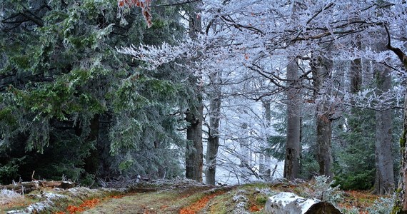 Mroźne powietrze, zimny wiatr, szron na szybach samochodów, lokalne przymrozki - taki krajobraz zobaczymy przez kilka najbliższych poranków. W nocy temperatura spadnie poniżej zera - informuje Instytut Meteorologii i Gospodarki Wodnej.