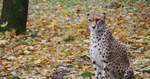 Gepardzica Wilma wyjeżdża do innego ogrodu zoologicznego. Taką decyzję podjął koordynator gatunku w stołecznym zoo. Już wkrótce Wilmę powitają nowi opiekunowie w słonecznej Grecji. Gepardzica spędzi tam "emeryturę" - informuje warszawskie zoo. 