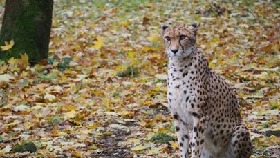 Smutne wieści z warszawskiego zoo. Wilma wyjeżdza do Grecji 