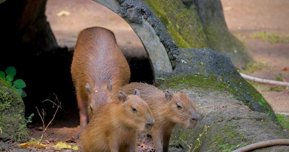 Dwie kapibary przyszły na świat w zoo "Leśne Zacisze" w Lisowie (województwo świętokrzyskie). Maluchy mają się świetnie i można je już oglądać na wybiegu. 