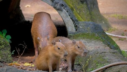 Zoo "Leśne Zacisze" ma nowych mieszkańców. To dwie kapibary  