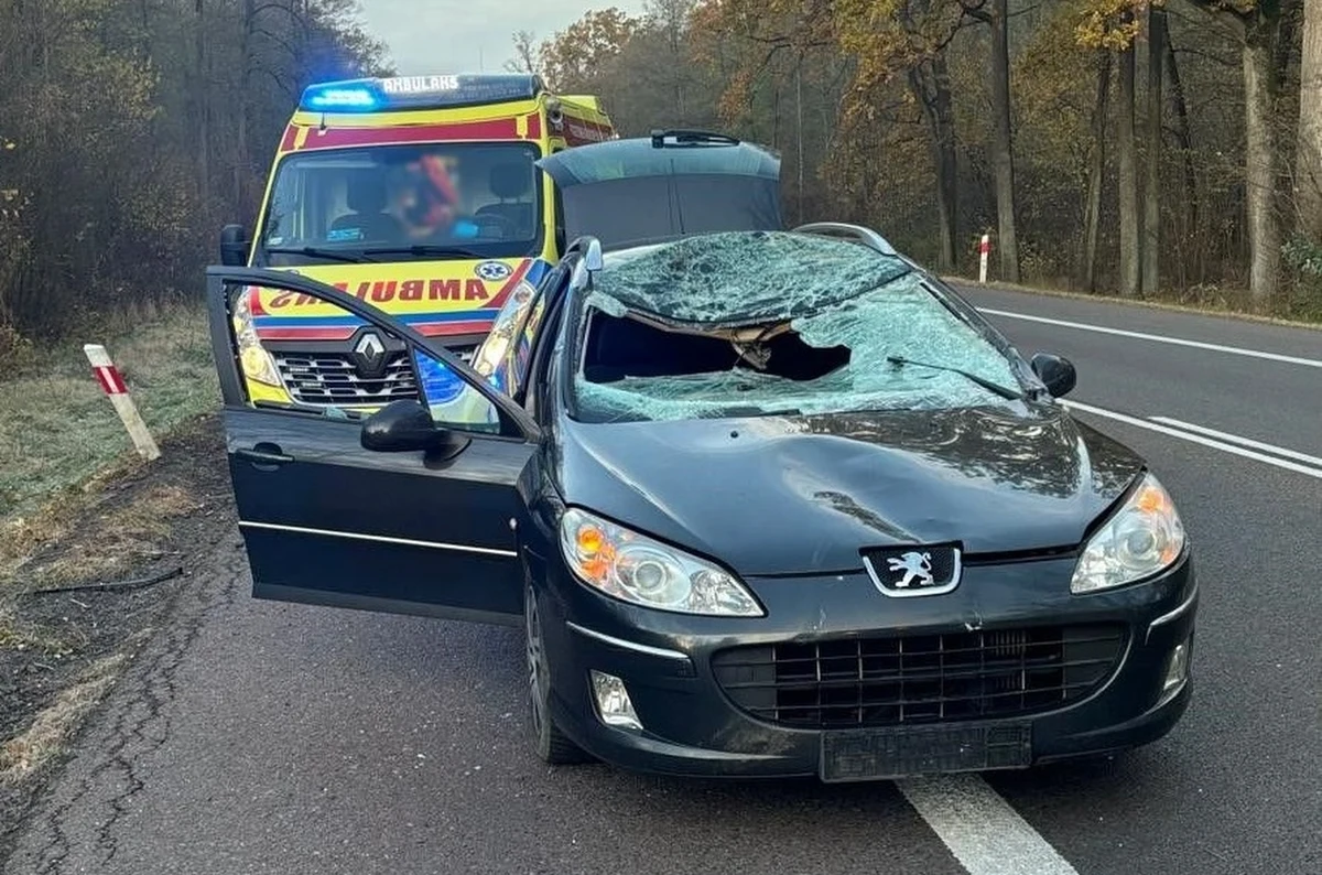 54-latek kierujący samochodem osobowym zderzył się z łosiem na krajowej dwójce w miejscowości Woroniec. Zwierzę padło na miejscu zdarzenia. 