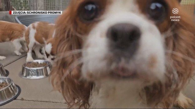 Pomogli tysiącom zwierząt, teraz sami potrzebują pomocy. Animal Helper, który ratuje dręczone zwierzęta po godzinach pracy urzędników, może wkrótce przestać działać. Ta linia pomocy jest kosztowna. Do tej pory działała dzięki wsparciu darczyńców. Akcji jest coraz więcej, a dotychczasowe darowizny już nie wystarczają na pokrycie wszystkich kosztów. Materiał dla "Wydarzeń" przygotowała Anna Gonia-Kuc.