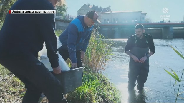 Po wielkiej katastrofie sprzed dwóch lat do Odry znów wraca życie. I to dzięki wolontariuszom. Ruszyła akcja zarybiania rzeki, której bioróżnorodność ma zostać odbudowana. Wcześniej Odrę trzeba było posprzatać. Materiał dla "Wydarzeń" przygotował Maciej Stopczyk.