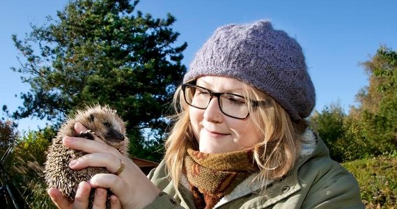 Populacja europejskich jeży maleje. Międzynarodowa grupa naukowców potwierdza to w najnowszym numerze czasopisma "Nature". Analiza dostępnych raportów na ten temat wskazuje, że w kilku krajach europejskich, takich jak Szwecja, Norwegia, Holandia, Niemcy i Wielka Brytania, populacja tych popularnych owadożernych ssaków spadła w ciągu ostatniej dekady o nawet 30 proc. Na najnowszej Czerwonej Liście Gatunków Zagrożonych dla Europy Międzynarodowa Unia Ochrony Przyrody (IUCN) zakwalifikowała jeża europejskiego jako gatunek "bliski zagrożenia".