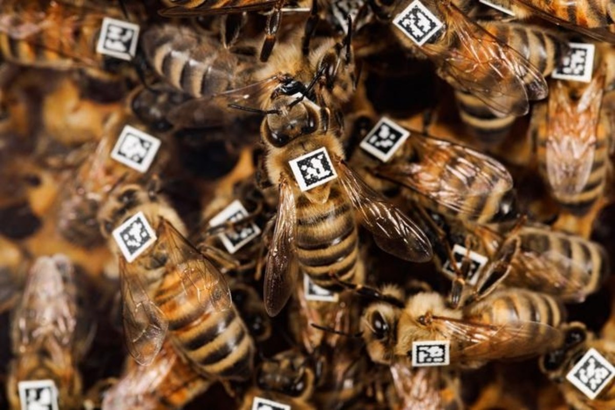 Pszczoły miodne (Apis mellifera) mają zdolności do współpracy zaprogramowane w genach - potwierdzają na łamach czasopisma "Science Advances" naukowcy z Uniwersytetu Heinricha Heinego w Düsseldorfie (HHU). Badania, które przeprowadzili wraz z kolegami z Uniwersytetów we Frankfurcie nad Menem, Oksfordzie i Würzburgu, pozwoliły zidentyfikować kluczowy gen, tzw. doublesex (dsx), który m.in. decyduje o płci owadów. "Zachowania poszczególnych pszczół i ich funkcja w kolonii nie są wyuczone, lecz dziedziczone" - podkreśla współautor pracy, prof. Martin Beye, szef Instytutu Genetyki Ewolucyjnej HHU.