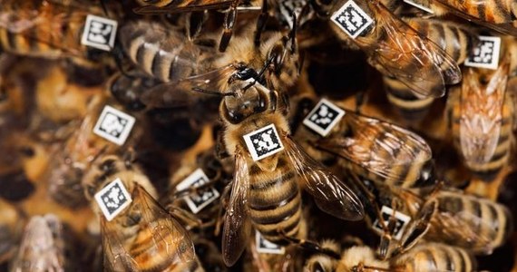 Pszczoły miodne (Apis mellifera) mają zdolności do współpracy zaprogramowane w genach - potwierdzają na łamach czasopisma "Science Advances" naukowcy z Uniwersytetu Heinricha Heinego w Düsseldorfie (HHU). Badania, które przeprowadzili wraz z kolegami z Uniwersytetów we Frankfurcie nad Menem, Oksfordzie i Würzburgu, pozwoliły zidentyfikować kluczowy gen, tzw. doublesex (dsx), który m.in. decyduje o płci owadów. "Zachowania poszczególnych pszczół i ich funkcja w kolonii nie są wyuczone, lecz dziedziczone" - podkreśla współautor pracy, prof. Martin Beye, szef Instytutu Genetyki Ewolucyjnej HHU.