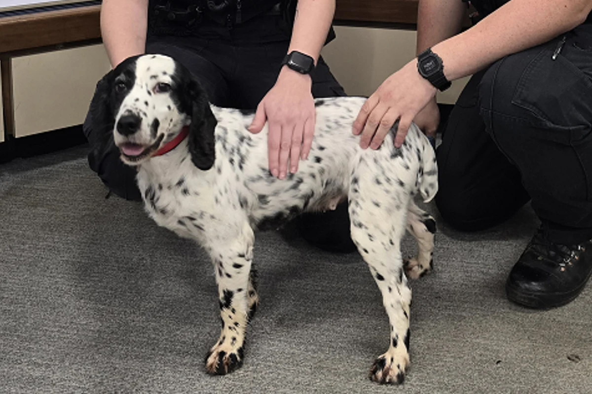 Są psy, które lubią "dawać nogę" z domu. Niektóre wracają po godzinie, inne po kilku dniach. W południowo-wschodniej Anglii suczka Daisy wróciła po ośmiu latach. Tyle tylko, że jej nieobecność nie była całkiem zwyczajna, gdyż Daisy została ukradziona. Czworonoga udało się namierzyć po tak długim czasie dzięki czipowi.