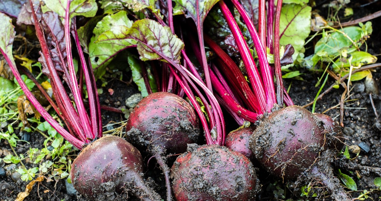 Nie zapomnij zrobić tego z burakami. Będą duże, smaczne i słodkie jak landrynki