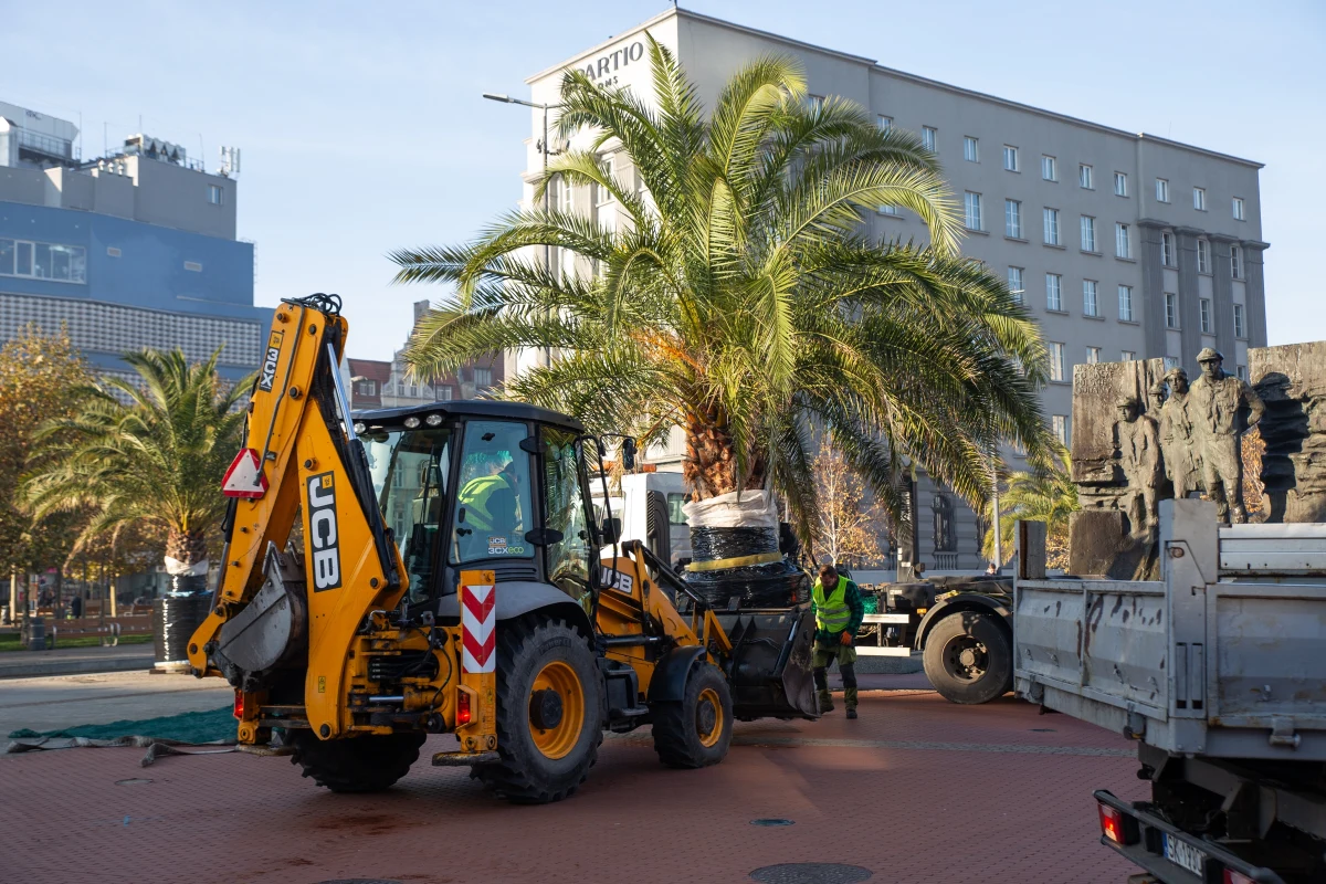 Cztery palmy zostały przeniesione z katowickiego rynku w cieplejsze miejsce. Przetransportowano je już do hali należącej do Katowickich Wodociągów. Na rynek mają wrócić wiosną przyszłego roku.